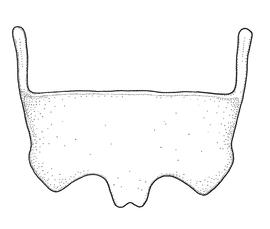   Anthidium schwarzi  male, diagram showing ventral view of sixth sternum (S6), diagram from Gonzalez and Griswold 2013 

